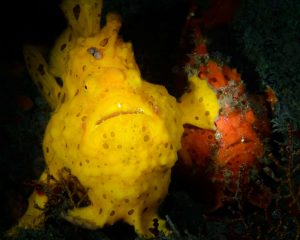 *** EXCLUSIVE - VIDEO AVAILABLE *** TAIWAN, JUNE, 2014: Jim Chen won the Underwater category with his imahe of a yellow painted frogfish appears to hit another in the face as it pushes forward, Taiwan, June, 2014. The Comedy Wildlife Photo Awards 2016 have come to an end as the winners for this year?s competition are revealed. This year?s contest featured over 2,200 hilarious entries from around the world, with each of the contenders combining exquisite photography skills and perfect comedy timing. The awards ceremony took place at the Underdog Gallery in London on November 9, with winners collecting trophies in five separate categories and an additional 10 highly commended photographers each receiving a certificate. PHOTOGRAPH BY Jim Chen / Barcroft Images London-T:+44 207 033 1031 E:hello@barcroftmedia.com - New York-T:+1 212 796 2458 E:hello@barcroftusa.com - New Delhi-T:+91 11 4053 2429 E:hello@barcroftindia.com 