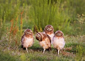  SANTA ROSA, ARGENTINA: Mario Gustavo Fiorucci wins the portfolio category with his image of four pigeon burrowing owls staring directly at the camera and one appears to tilt it?s head to get a better look, Santa Rosa, Argentina. 
