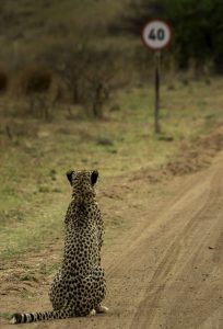 HOEDSPRUIT, SOUTH AFRICA: Vaughan Jessnitz wins one of the Highly Commended certificates for his image of a cheetah walking down a main road in a nature reserve in South Africa suddenly noticed a speeding sign, and promptly sat down as if to ponder this speed limit, Hoedspruit, South Africa. 