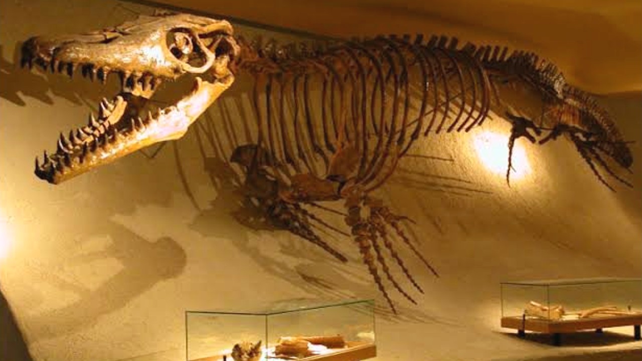 ulkemizdeki hafriyatlarda neden hic dinozor fosili bulunamiyor 3 tvhGIrLM