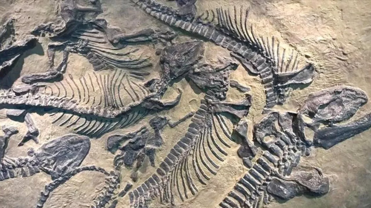 ulkemizdeki hafriyatlarda neden hic dinozor fosili bulunamiyor 4