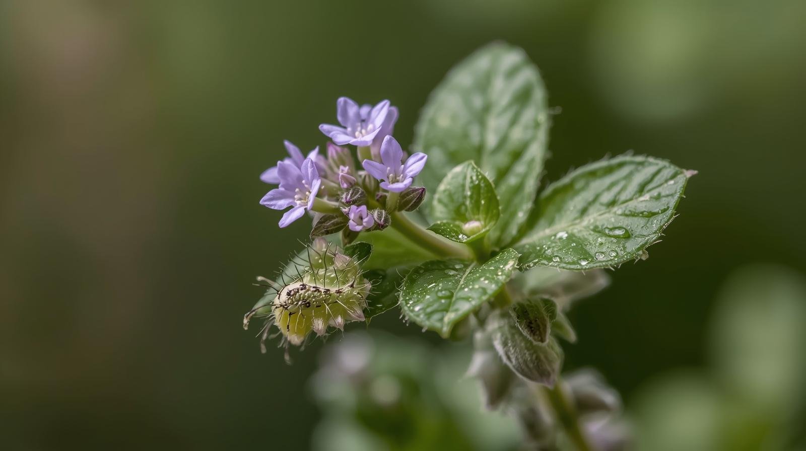Arabidopsis thaliana adında küçük, çiçekli bir bitki, tırtılların yapraklarını çiğnerken yol açtığı titreşimleri duyabiliyor.