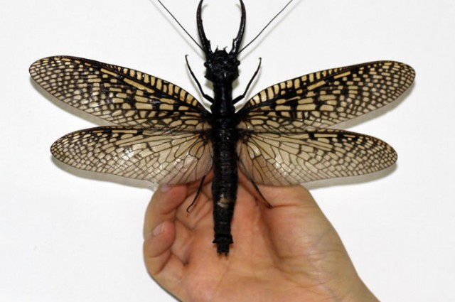 Dünyanın En Büyük Suda Yaşayan Böceği Bulundu