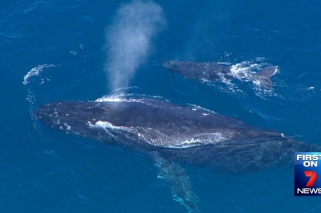 Kambur Balinaların Doğumu Gözlemlendi