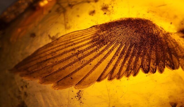 kehribarın içinde 99 Milyon Yıllık Kuş Kanadı Bulundu! (1)