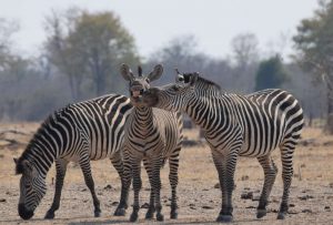 ZAMBIA, AFRICA - AUGUST 2016: Thomas Bullivant from London wins the Juniors category with his image of three zebras posing for the camera, South Luangwa National Park, Zambia, August 2016.