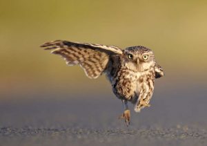 LANCASHIRE, UNITED KINGDOM - JULY 01, 2011: Austin Thomas wins one of the Highly Commended certificates a wild little owl landing with one wing open and one wing closed, Lancashire, England, July 2011.