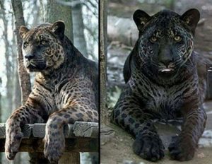 hybrid-animals-you-didnt-know-existed5