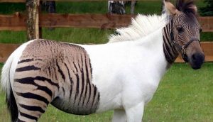 hybrid-animals-you-didnt-know-existed9