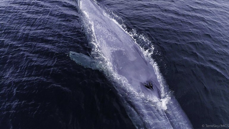Yok Olduğu Düşünülen Mavi Balinalar, Şaşırtıcı Bir Biçimde Geri Döndü