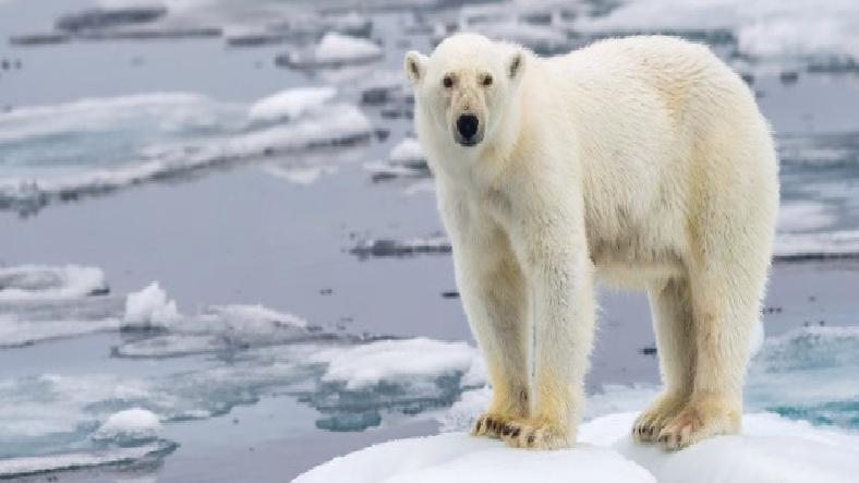 Su Buzu Olmadan Yaşayabilen Kutup Ayıları Keşfedildi