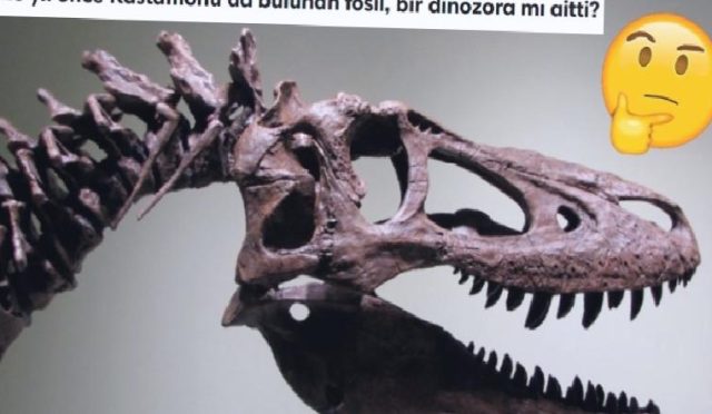 ulkemizdeki-hafriyatlarda-neden-hic-dinozor-fosili-bulunamiyor-xcRhLlfr.jpg