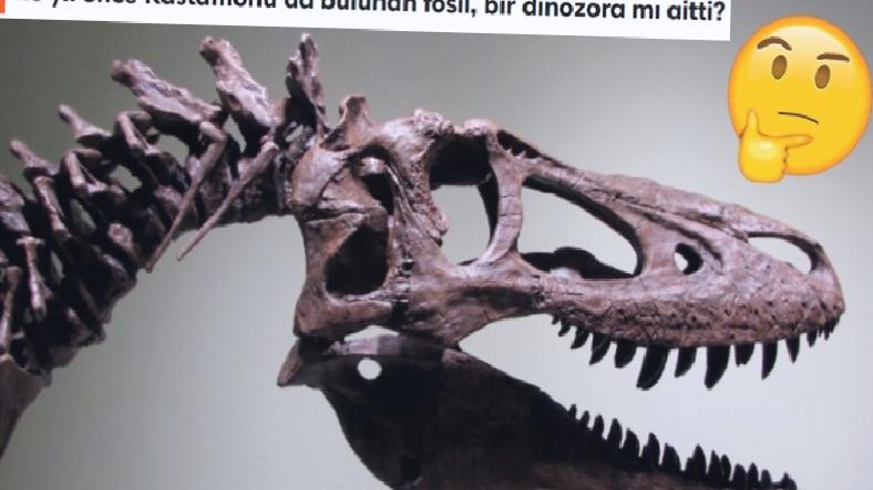 Ülkemizdeki Hafriyatlarda Neden Hiç Dinozor Fosili Bulunamıyor?