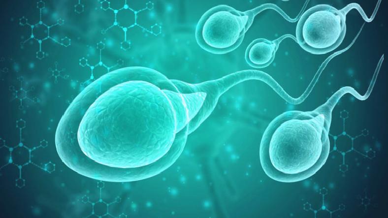 Kilo Vermek, Sperm Kalitesini ve Sayısını Artırıyor