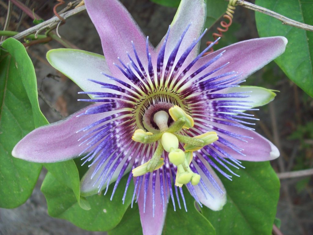 Passifloracaerulea