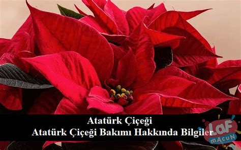 Atatürk Çiçeği Hakkında İlginç Bilgiler