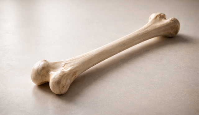 femur