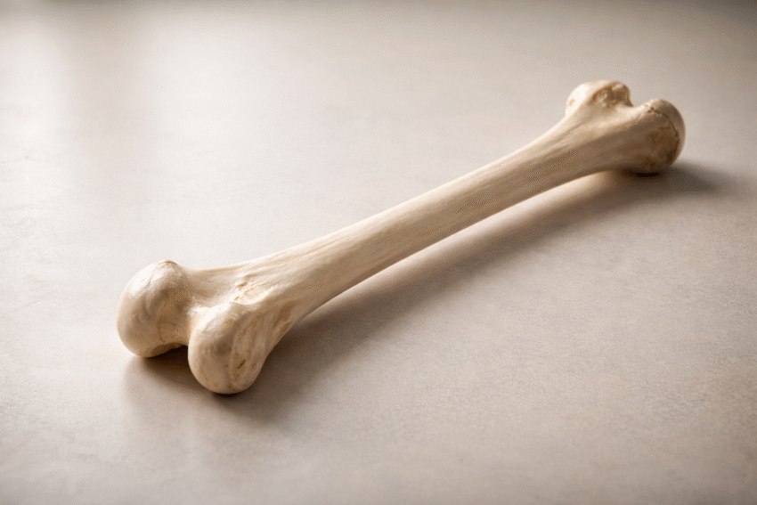 Uyluk Kemiği ( Femur )