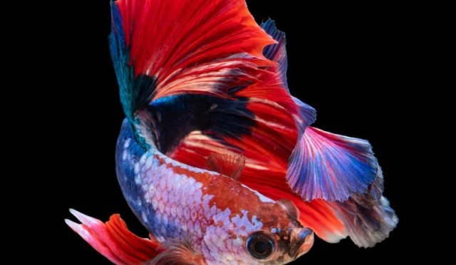 uploaded image beta baligi 1698975210327