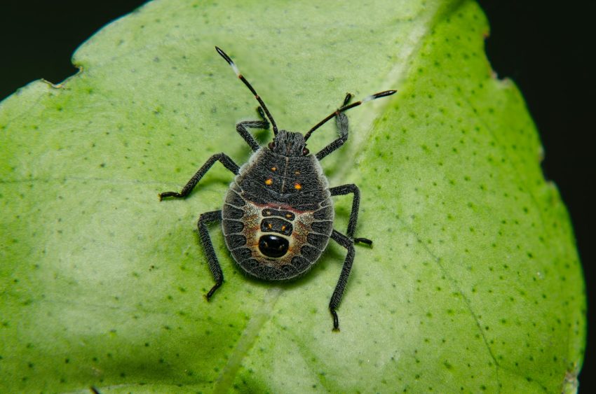 Osuruk Böceği(Pentatomidae) hakkında ilginç bilgiler