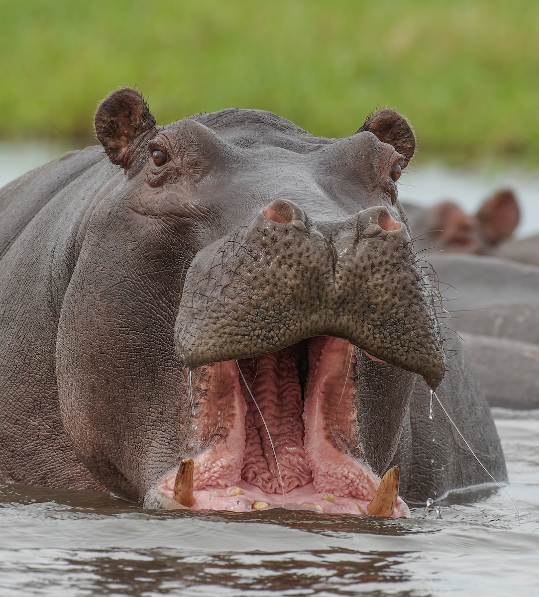 a hippopotamus